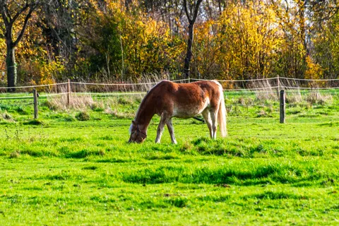 Horse 4K Wallpaper · animals · 3840×2560