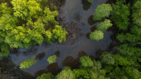 Aerial Forest 4K Wallpaper · aerial · 3840×2160