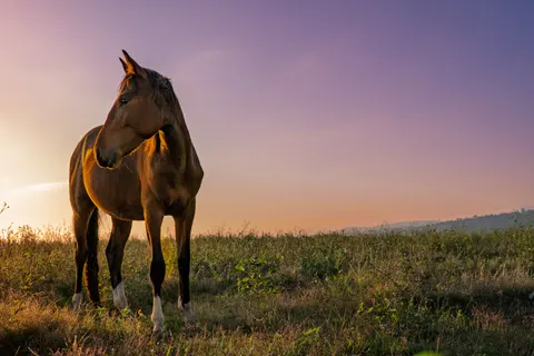 Fond d'écran Cheval 4K · animals · 3840×2560