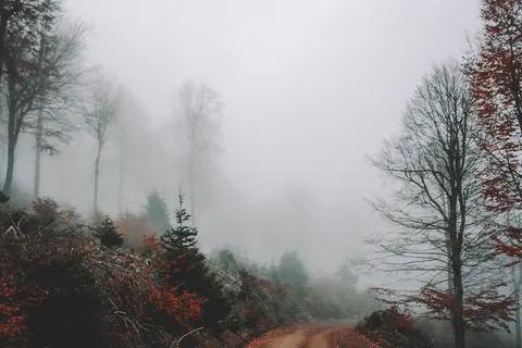 Herbstwald 4K Hintergrundbild · nature · 3840×2560