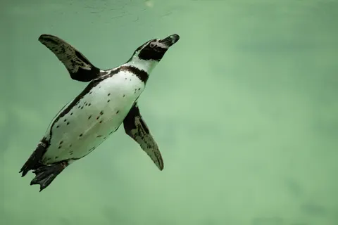 Swimming Turtle 4K Wallpaper · underwater · 3840×2560