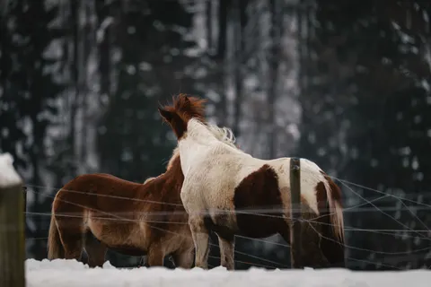Horse 4K Wallpaper · animals · 3840×2561