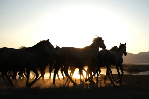 Horse 4K Wallpaper · animals · 3840×2560