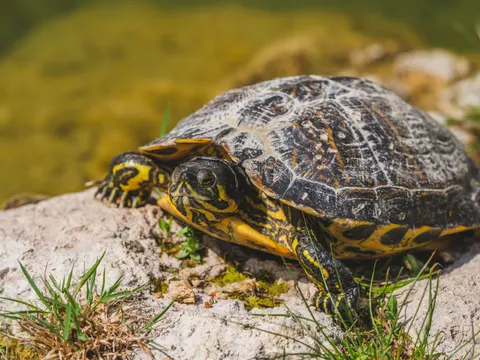 Swimming Turtle 4K Wallpaper · underwater · 3840×2880