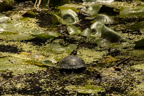 Swimming Turtle 4K Wallpaper · underwater · 3840×2560