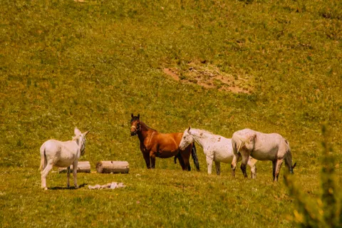 Papel de parede Cavalo 4K · animals · 3840×2560