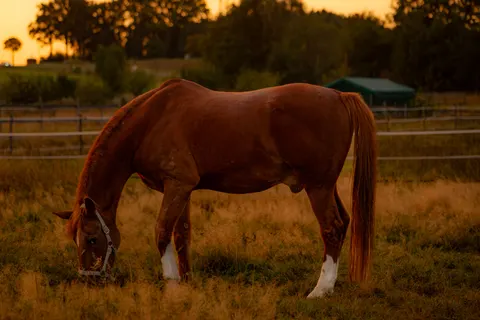 Horse 4K Wallpaper · animals · 3840×2560