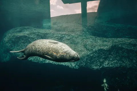 Swimming Turtle 4K Wallpaper · underwater · 3840×2560