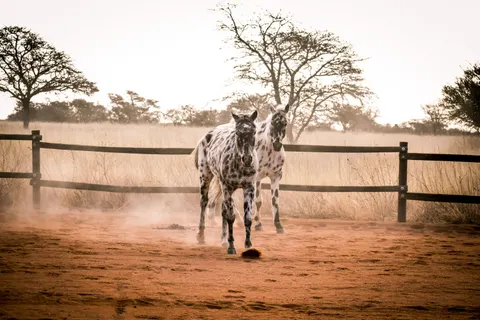 Horse 4K Wallpaper · animals · 3840×2560
