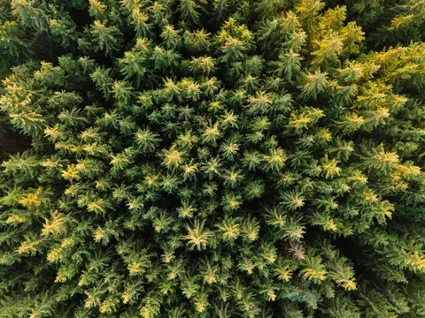 Aerial Forest 4K Wallpaper · aerial · 3840×2880