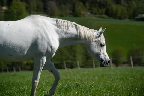 Horse 4K Wallpaper · animals · 3840×2561