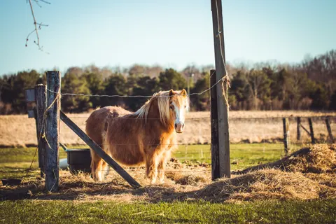 Pferd 4K Hintergrundbild · animals · 3840×2560