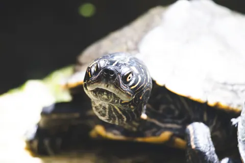 Swimming Turtle 4K Wallpaper · underwater · 3840×2560