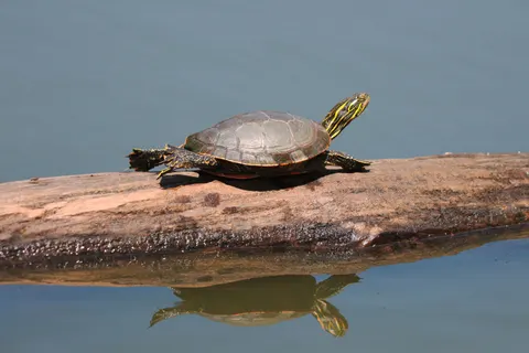 Swimming Turtle 4K Wallpaper · underwater · 3840×2560