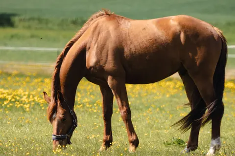 Horse 4K Wallpaper · animals · 3840×2560