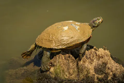 Fond d'écran Tortue qui nage 4K · underwater · 3840×2560