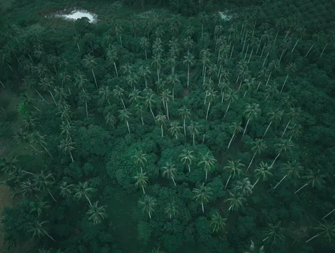 Wallpaper Hutan dari Udara 4K · aerial · 3840×2903