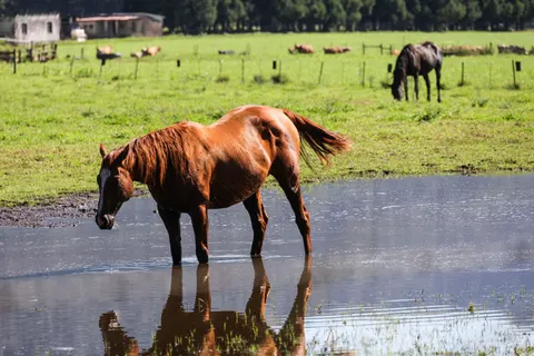 Fondo de pantalla Caballo 4K · animals · 3840×2561
