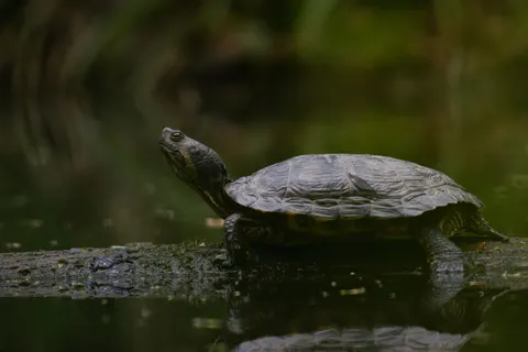 Swimming Turtle 4K Wallpaper · underwater · 3840×2560