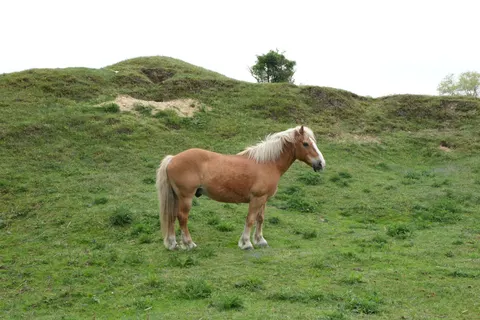 Pferd 4K Hintergrundbild · animals · 3840×2560
