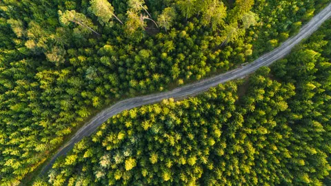 Aerial Forest 4K Wallpaper · aerial · 3840×2160
