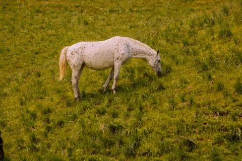 Horse 4K Wallpaper · animals · 3840×2560