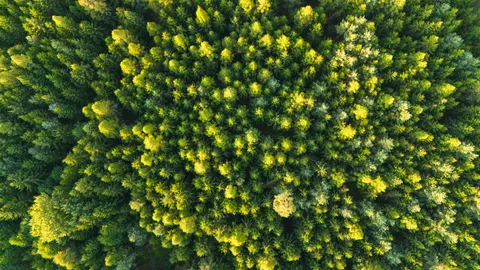 Papel de parede Floresta Aérea 4K · aerial · 3840×2160