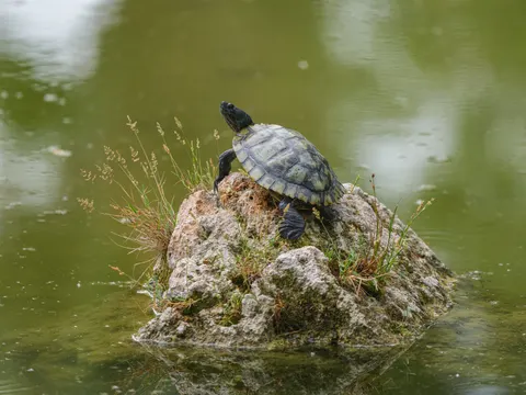 Swimming Turtle 4K Wallpaper · underwater · 3840×2880