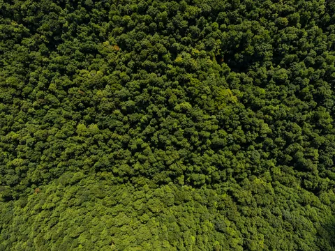 Aerial Forest 4K Wallpaper · aerial · 3840×2880