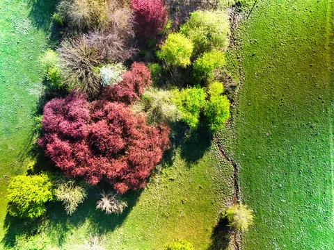 Aerial Forest 4K Wallpaper · aerial · 3840×2880