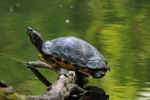 Swimming Turtle 4K Wallpaper · underwater · 3840×2560