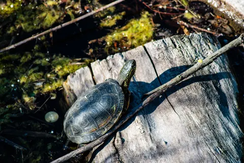 Swimming Turtle 4K Wallpaper · underwater · 3840×2560