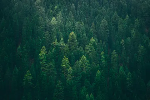 Aerial Forest 4K Wallpaper · aerial · 3840×2560