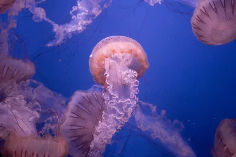 Parlayan Denizanası 4K Duvar Kağıdı · underwater · 3840×2560