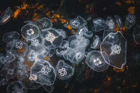Tapeta Świecąca Meduza 4K · underwater · 3840×2560