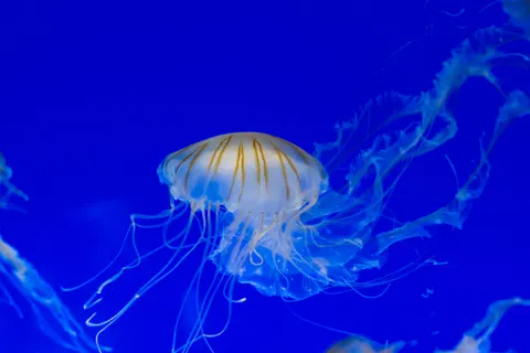 發光水母 4K桌布 · underwater · 3840×2563