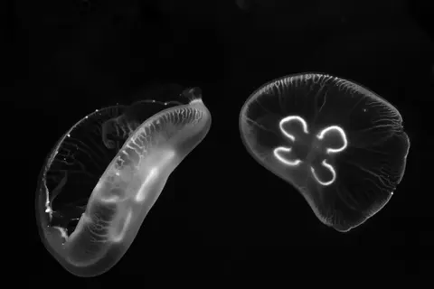 Tapeta Świecąca Meduza 4K · underwater · 3840×2560