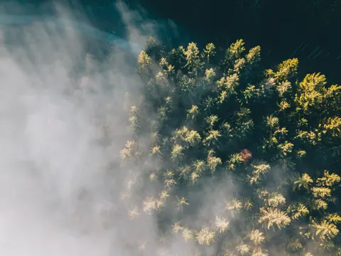 والپیپر جنگل هوایی با کیفیت 4K · aerial · 3840×2880