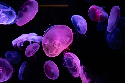 Tapeta Świecąca Meduza 4K · underwater · 3840×2561
