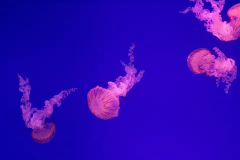 發光水母 4K桌布 · underwater · 3840×2560