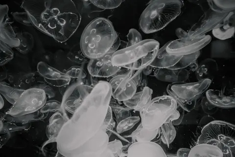 發光水母 4K桌布 · underwater · 3840×2561