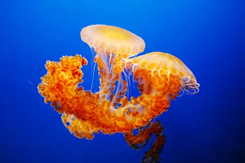 發光水母 4K桌布 · underwater · 3840×2560