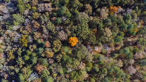 Aerial Forest 4K Wallpaper · aerial · 3840×2160