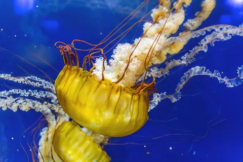 發光水母 4K桌布 · underwater · 3840×2560
