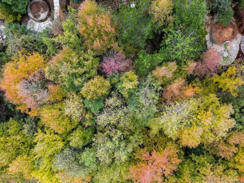 والپیپر جنگل هوایی با کیفیت 4K · aerial · 3840×2880