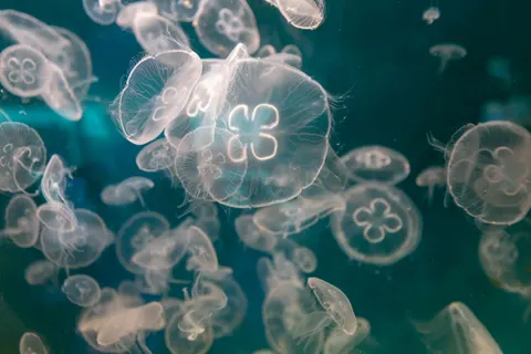 發光水母 4K桌布 · underwater · 3840×2560