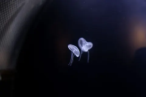 चमकती जेलीफ़िश 4K वॉलपेपर · underwater · 3840×2560