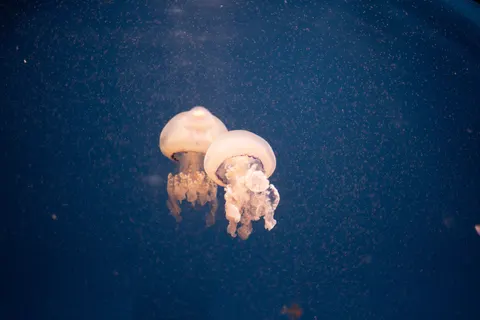 Parlayan Denizanası 4K Duvar Kağıdı · underwater · 3840×2560