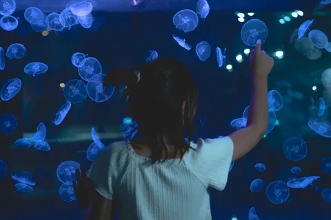 Parlayan Denizanası 4K Duvar Kağıdı · underwater · 3840×2561