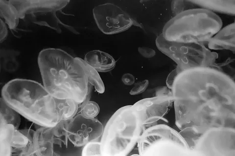 發光水母 4K桌布 · underwater · 3840×2560